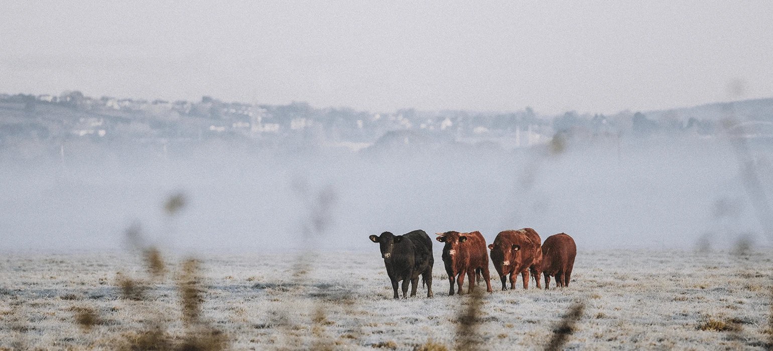 Ruby Red Devon cattle on the farm at Darts Farm