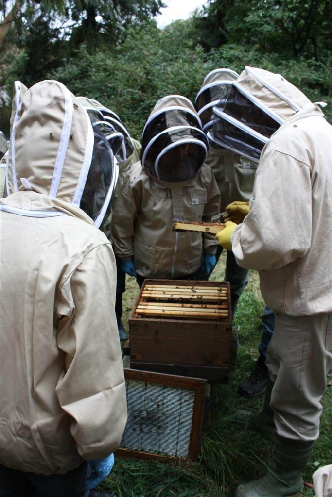 Beekeepers in veiled suits gathered around an open hive during a course at Blackbury
