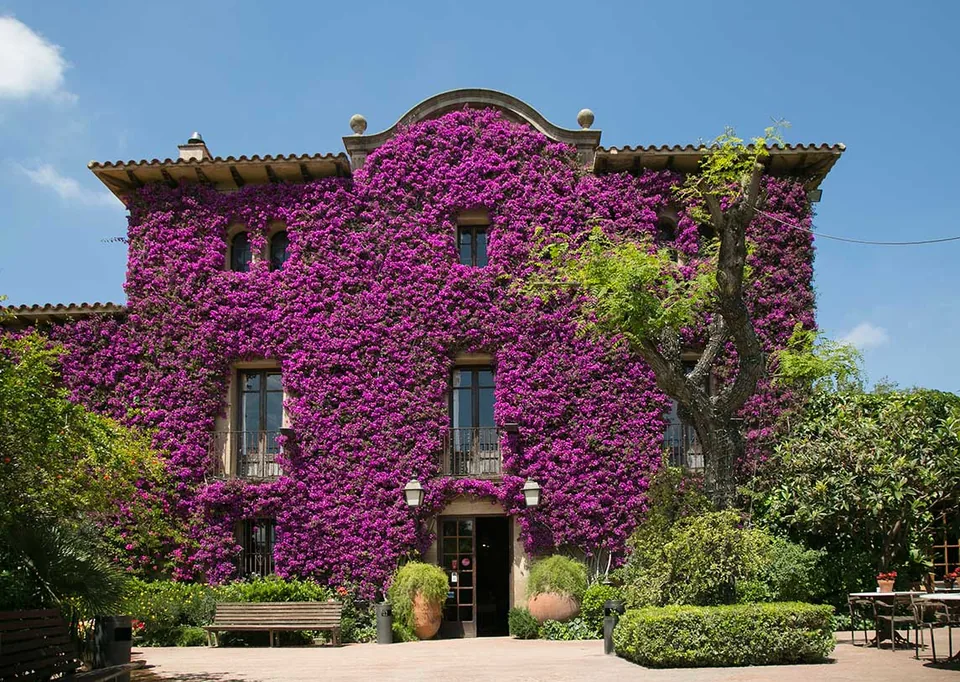 The bougainvillaea-covered stone facade of Can Travi Nou, the old masia in Horta, Barcelona