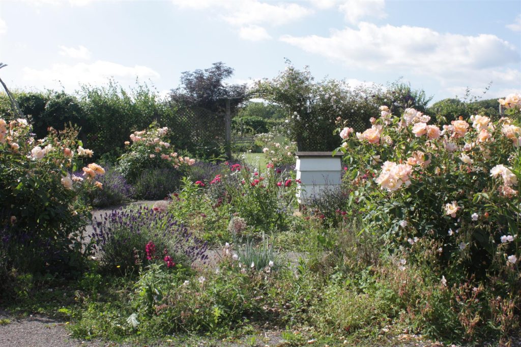 The rose garden at Blackbury Honey Farm with a white hive among lavender and roses