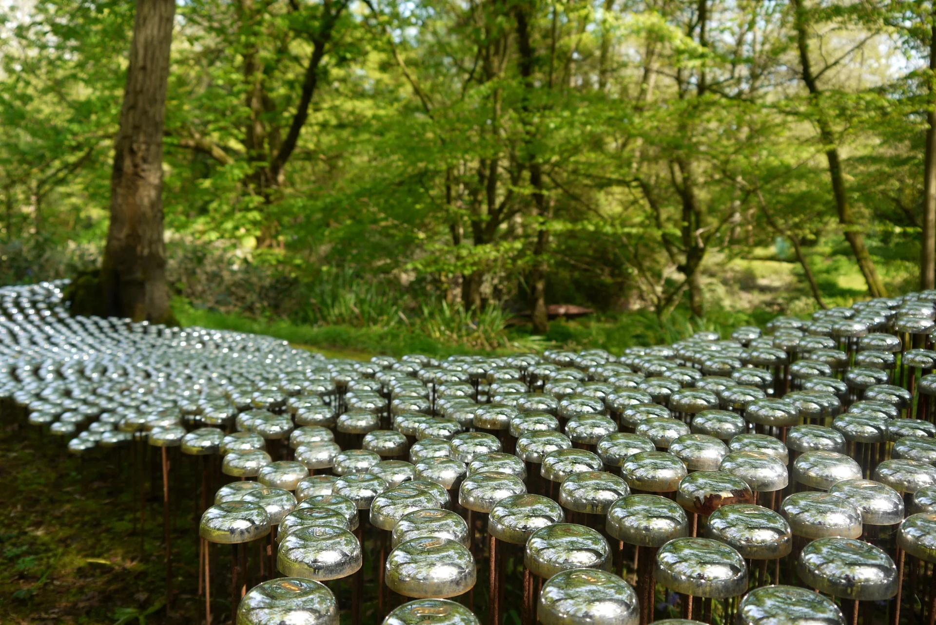 Detail of Sound Architect, a field of polished metal domes on slender stems, set in woodland at the Hannah Peschar Sculpture Garden