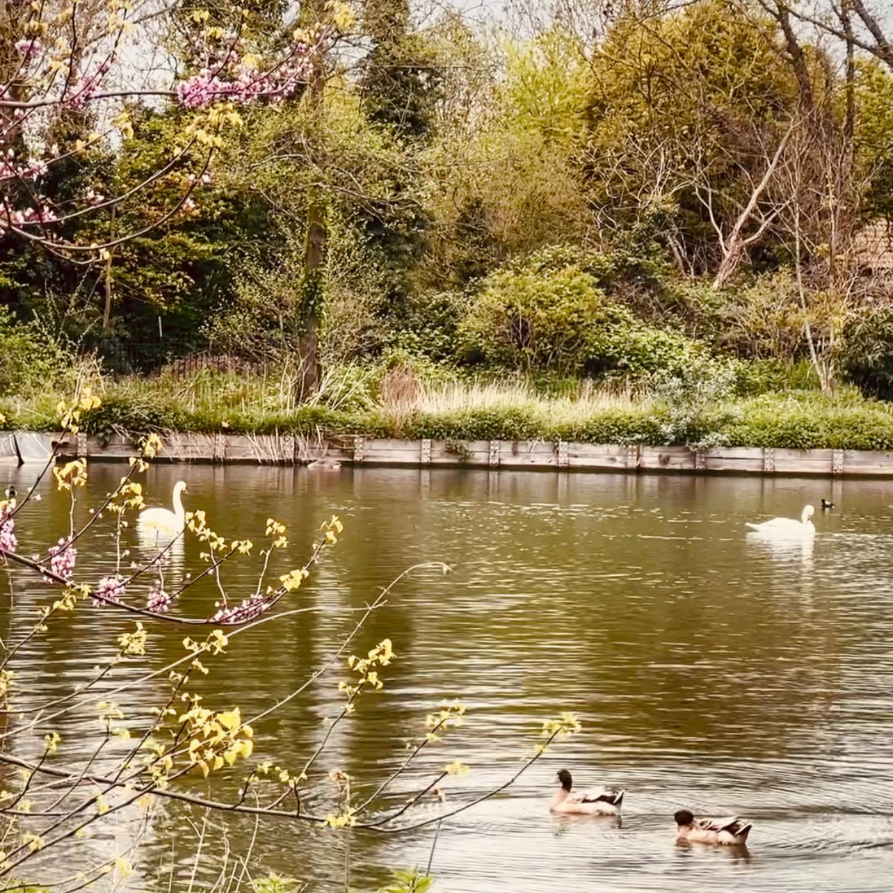 Swans and ducks on the lake in Boston Manor Park