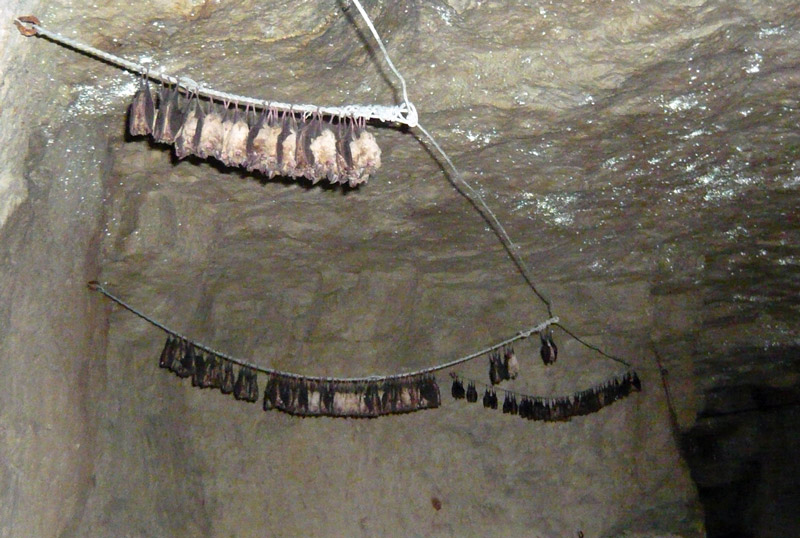 Horseshoe bats hibernating in clusters from wires on the roof of Beer Quarry Caves