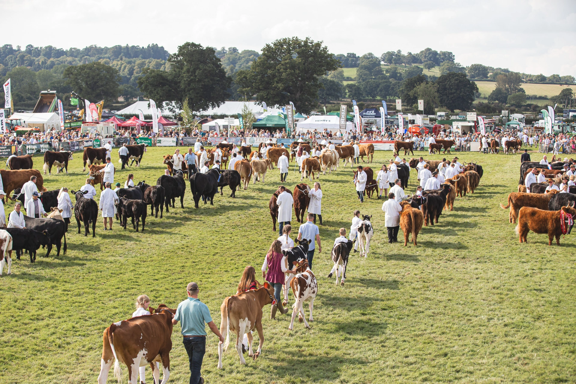 Handlers in white coats parading cattle across the main ring at Moreton Show, with trade stands and crowds beyond